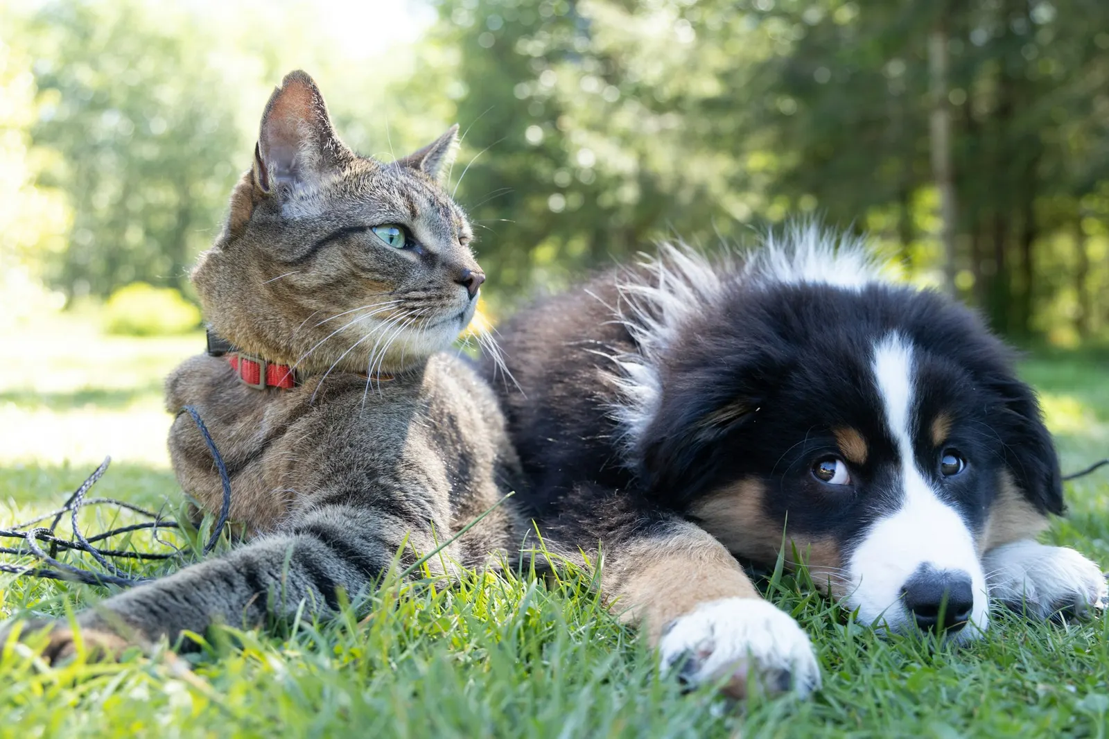 Pet Scams: Unmasking Fake Sales and Fraudulent Adoption Schemes